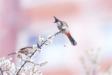 放鳥語譯